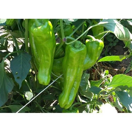 bortecine-f1-ucburun-biber-fidesi