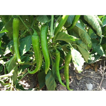 lodos-f1-tatli-demre-sivrisi