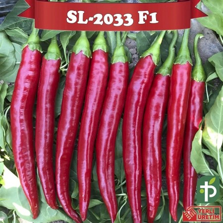 ŞL-2033 F1 Şili Biber Fidesi