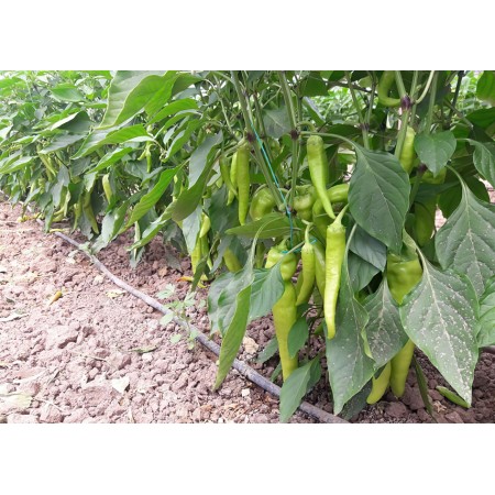 tufan-f1-carliston-biber