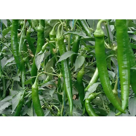 Vezir F1 Acı Demre Sivrisi