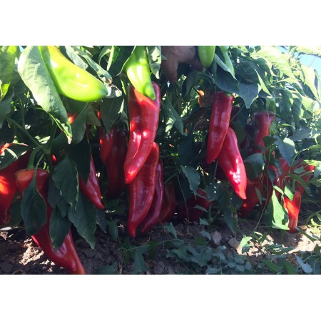 Yaren F1 Kapya Biber