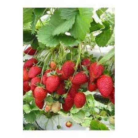 cilek-fidesi-satini-al