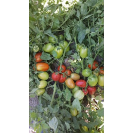 Kamenta F1 Salçalık Domates Fidesi