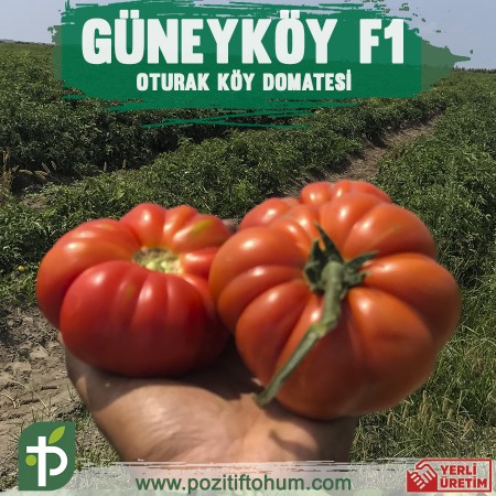 Güneyköy F1 Domates Fidesi