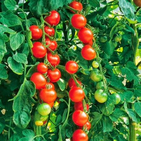 inci-f1-ceri-domates-fidesi-salkim