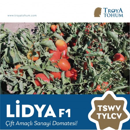 lidya-f1-oturak-sanayilik-domates-fidesi