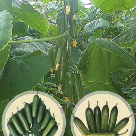 almira-f1-silor-hiyar-fidesi