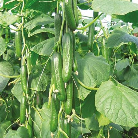 malazgirt-f1-sirik-hiyar-fidesi