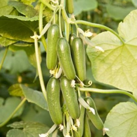 ptk-40-silor-hiyar-fidesi