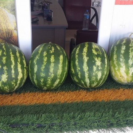 starbust-f1-karpuz-fidesi