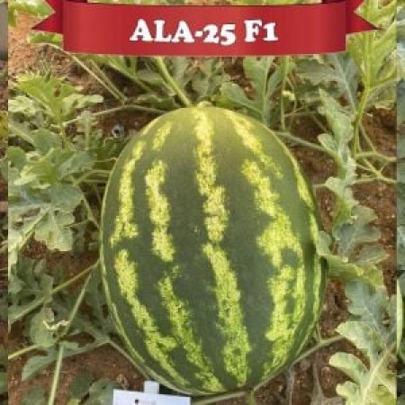 ala-25-f1-karpuz-fidesi