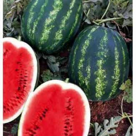 ustun-f1-karpuz-fidesi