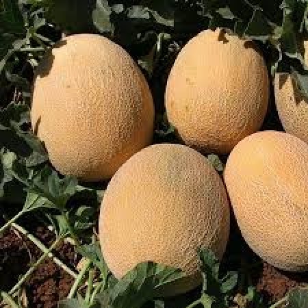 citirex-f1-kavun-fidesi