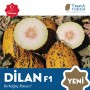 dilan-f1-kavun-fidesi