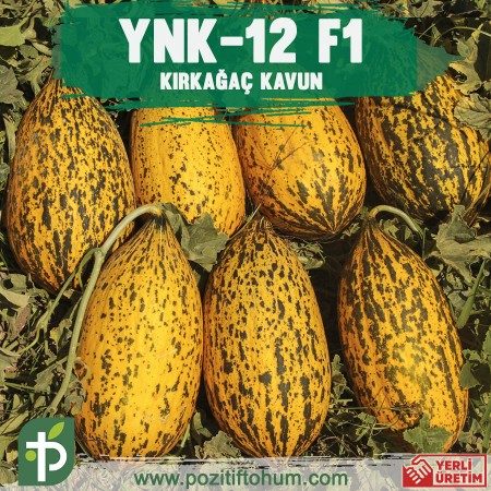 ynk-12-f1-kavun-fidesi