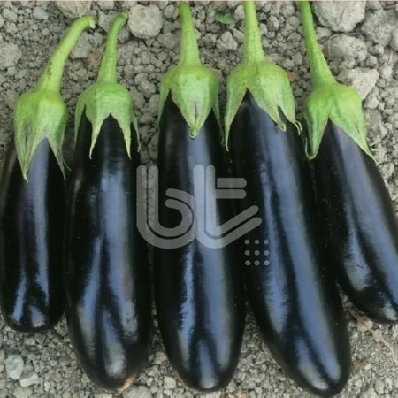 karnaz-f1-patlican-fidesi-parlak-siyah