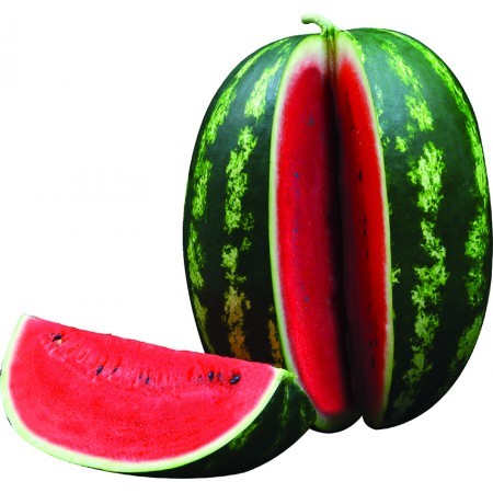 asili-starbust-f1-karpuz-fidesi